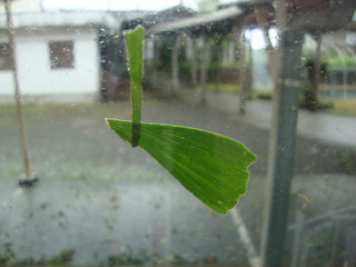 Dsc00194_2